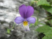 Herbarium